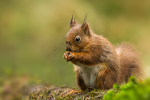 Red Squirrel
