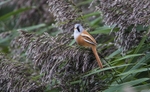 Bearded Tit, Male
