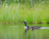 Red-throated Diver and two chicks swimming