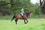 Classes 30 and 31: 80cm Working Hunter portfolio