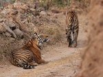 Two Tigers on narrow road, Bandhavgarh Reserve, Madhyra Pradesh, India