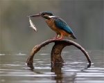 Fish for Breakfast