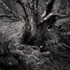 RESISTANCE, LOCH MAREE - SCOTLAND