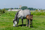 Ponies and foals at Stanpit Marsh - 4
