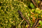 Adder - Beach along Suffolk Coast