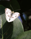 Green-veined White (female) wings open, Oxfordshire, UK