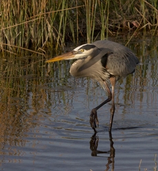 Great Blue Heron _0009