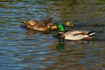 Mallards - River Devon