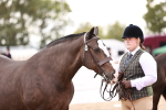 Class 411 - Prettiest Mare - (IH or Ridden Adult) portfolio