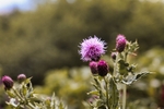 Thistle