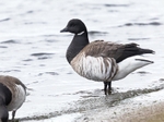 180307-Wirral0137