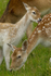 Fallow Deer ref fd 10c
