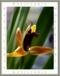 Maxillaria nasuta