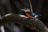 American Pygmy Kingfisher (female) close, Sierpe River, Costa Rica