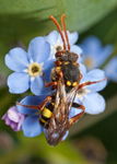 N. marshamella (f)