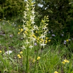 Lesser butterfly orchid (Platanthera bifolia)