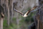 Osprey in flight, Blue Cypress Lake, Florida