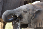 Youngster Drinking 4