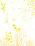 Spring In High Key--Backus Woods