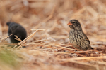 Medium Ground-Finch (female), Isla Lobos, Galapagos