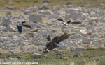 Juvenile eagle