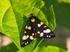 Scarlet Tiger