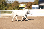 SBM_11381