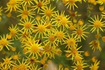 Yellow Flowers