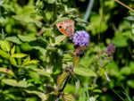 Gatekeeper