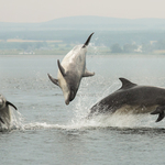 Bottlenose Dolphins