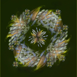 Digital - Silver - Cheryl Hewitt - Agapanthus wreath