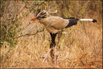 Secretary bird