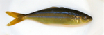 IDD020: Rainbow runner
