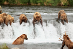 Eight Brown Bears fishing for Sockeye Salmon, Brooks Falls, Alaska