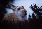 Mountain Hare