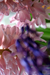 Flowers Set 12 - 31