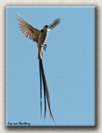 Pin-tailed Wydah 2