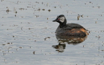 White -tufted Grebe
