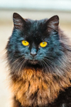 Domestic cat-IMG_0284