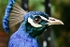 Male Peacock
