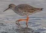 Common Redshank