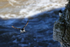 Razorbill approaching cliff, Flamborough Head, Yorkshire