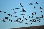 Common Cranes
