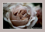 Rosa 'Aschermittwoch' 3