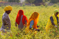 Chillie pickers, Chatra Sagar, Rajasthan