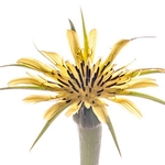 Goatsbeard (Tragopogon pratensis)  MYN