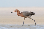 Reddish Egret passes close by, Fort De Soto Park, Florida