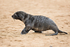 Fur Seal  (pup)