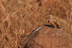 Rufous-tailed Lark, Panna National Park, Madhya Pradesh, India