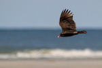 Turkey Vulture gliding, North Beach, Fort De Soto, Florida